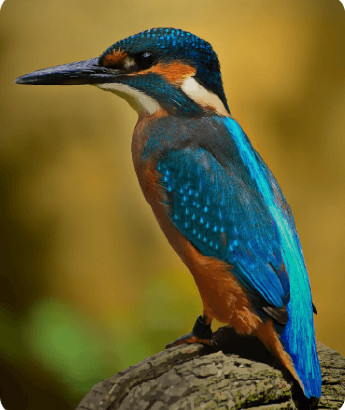 PLANACC Ecuador